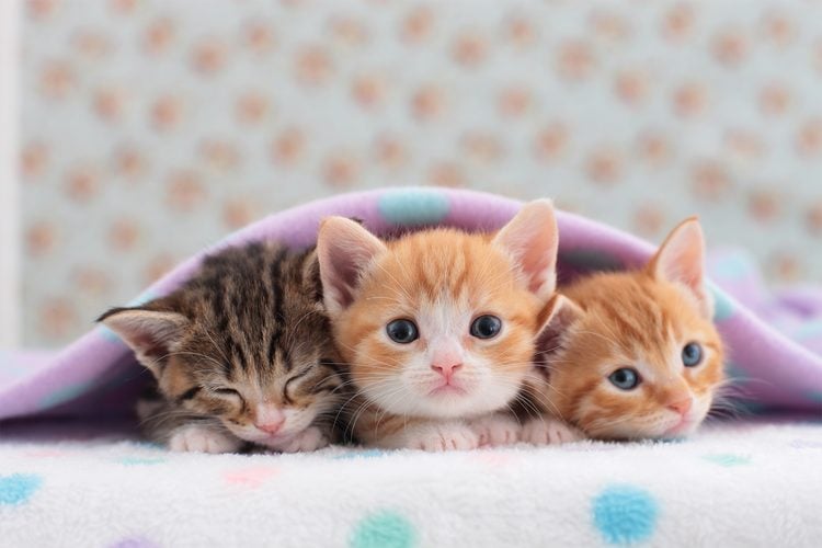 Cute kittens